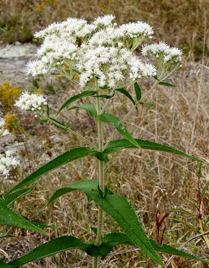 {Eupatorium perfoliatum}